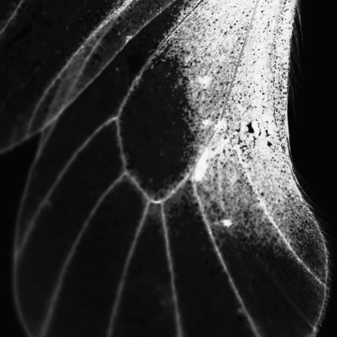 On x Post Archive Faction PAF SS26